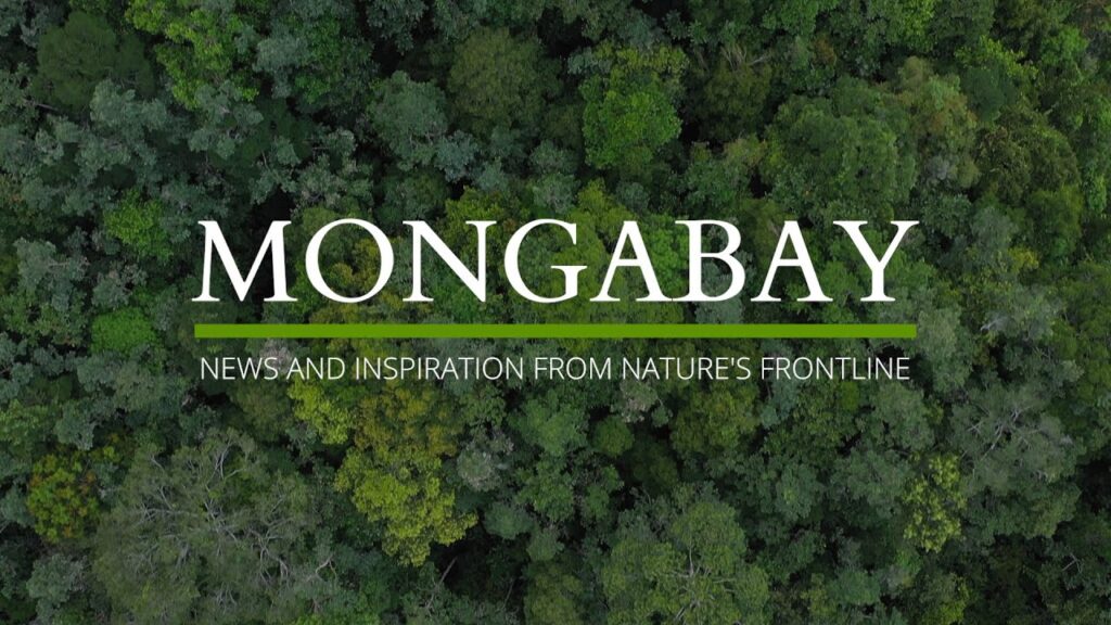 Mongabay Africa Scholarships